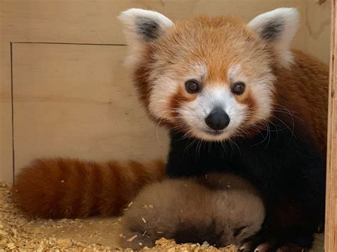 Red Panda Cubs At Oklahoma City Zoo Now Viewable To Public