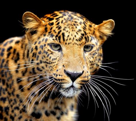 843630 Big Cats Jaguars Black Background Snout Whiskers Rare