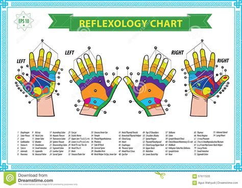 Hand Reflexology Chart Vector Illustration 102557526