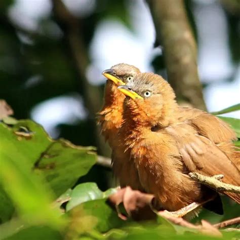 Rufous Babbler Facts Diet Habitat And Pictures On Animaliabio