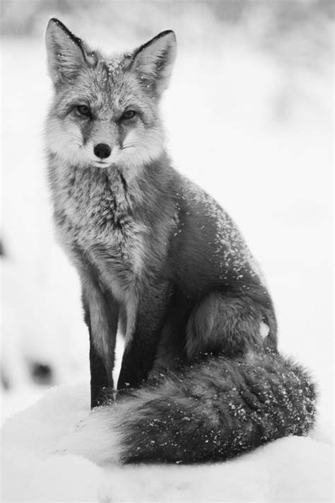 Fox Black And White Photography
