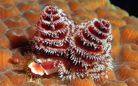 The Christmas Tree Worm Is A Marine Worm That Lives On Tropical
