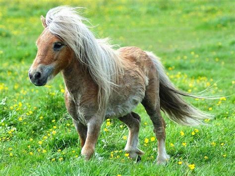 35 Completely Useless Facts You Need To Know Right Now Baby Horses