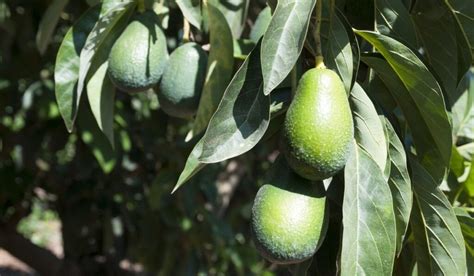 When Are Avocados In Season Seasonal Cornucopia