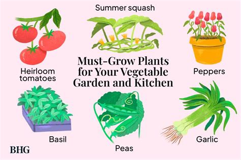 10 Must Grow Plants For Your Vegetable Garden And Kitchen