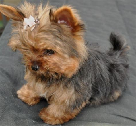 🐩blueberries Helping Your Yorkie With Their Tear Stains Here Is How