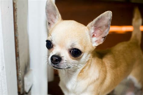 Chihuahua Lifespan How Long Do Chihuahuas Live Pets Lovers