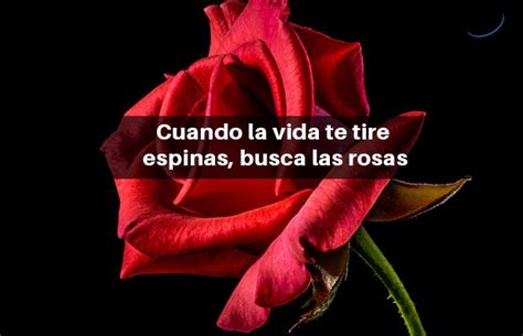 Las 110 Mejores Frases De Rosas Muy Románticas
