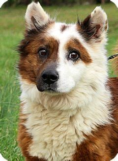Check spelling or type a new query. Adopted! Ralphie - Corgi/Border Collie mix - Glastonbury ...
