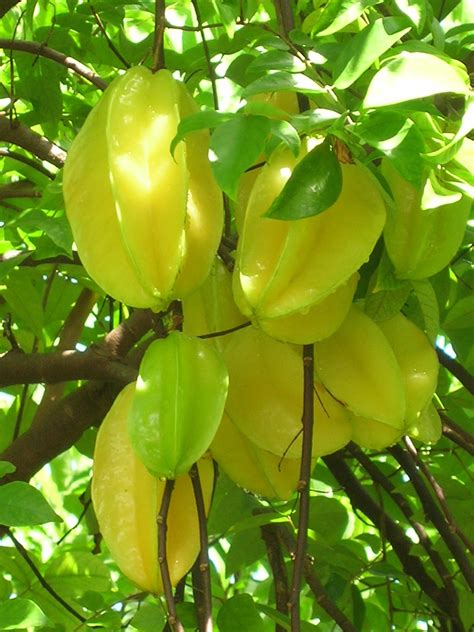 Below is a list of the top five mistakes gardeners make with fruit trees, along with how to avoid them. Carambola, Starfruit, Five-finger, Belimbing (Averrhoa ...