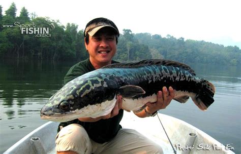 Unfortunately it is an invasive species in american waters and has. Fly Fishing Wild Toman (giant snakehead)