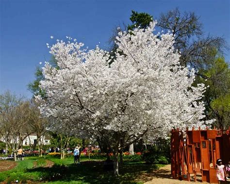 Cherry Blossoms In Dallas Dallas Arboretum Dallas Blooms Flickr