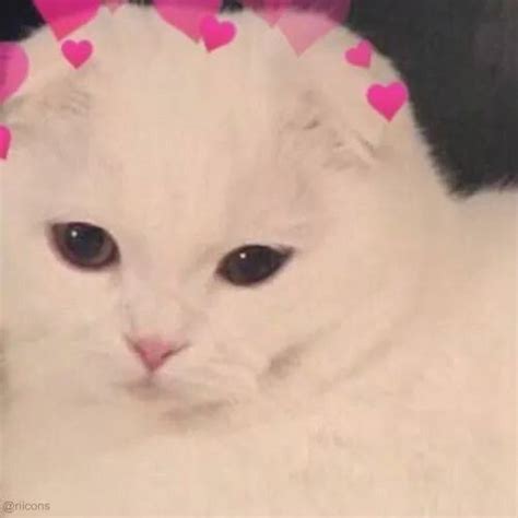 Анастасия. - matching kitty pfps