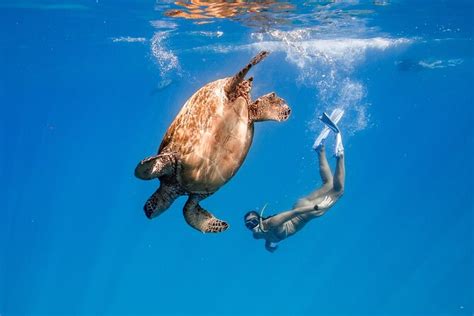 Honolulu Small Group Turtle Canyon Snorkel Tour 2024 Oahu