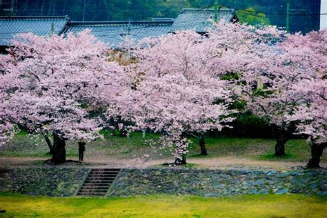 Cherry Blossom Sakura Trees Editorial Photo Image Of Japanese