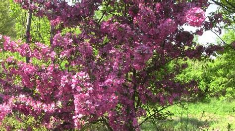 Prairie Fire Crabapple Tree In Bloom Youtube
