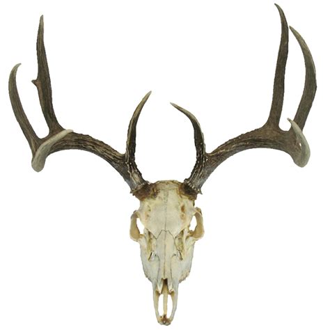 White Tailed Deer Skull Clipart Best