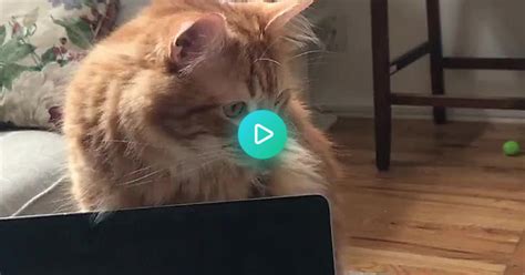 Cat Tv Is Hours Of Entertainment For Cheeto Album On Imgur