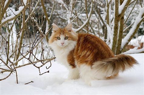 Norwegian Forest Cat Breed Profile And Information Litter Robot