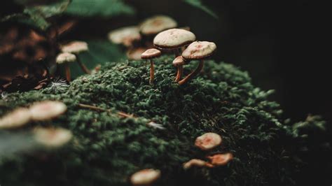 Mushrooms Moss Macro Wallpapers Wallpaper Cave