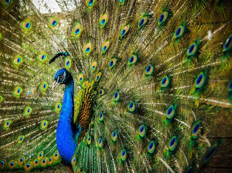 Peacock Peacock With Beautiful Color Peacock Is A Rare Bird With A Beautiful Tail Amazing