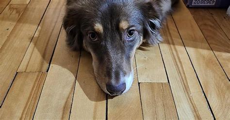 Australian Shepherd Album On Imgur