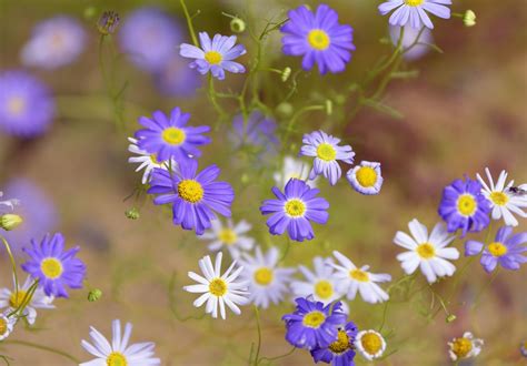 Species Of Daisies For Your Flower Garden