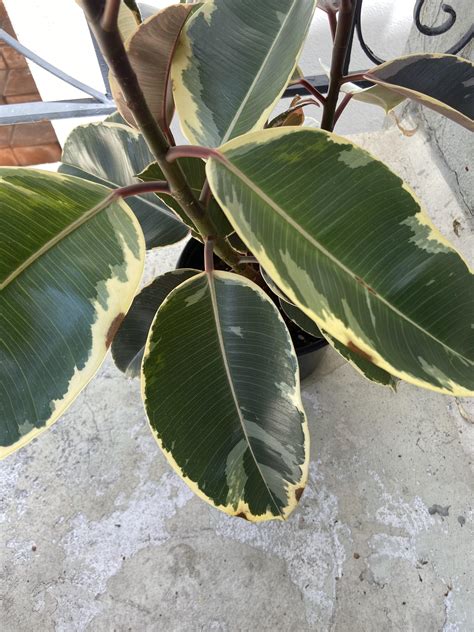 Help Variegated Rubber Plant Getting Brown Spots On Edges Of Leaves