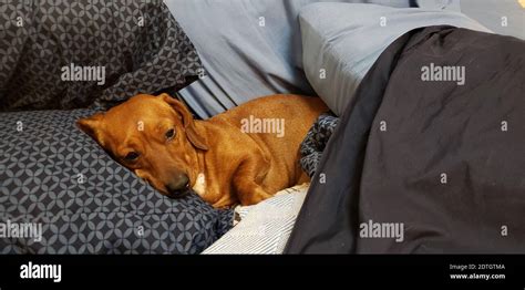 Dog Sleeping On Sofa Stock Photo Alamy