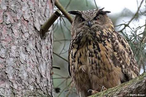 Eurasian Eagle Owl Facts Eurasian Eagle Owl Habitat And Diet