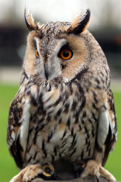 Despite their decline in the wild, barn owls breed very easily in captivity and there is a large population of legitimate captive birds in the uk. Long Eared Owl - Screech Owl Wildlife Park