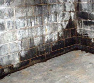 Mold grows in basements because of excess moisture or water. How to get rid of Black Mold in Basement - Tips to Remove ...