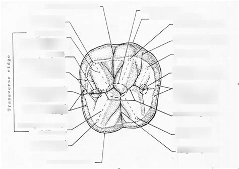 5 Cusp Mandibular 1st Molar Diagram Quizlet