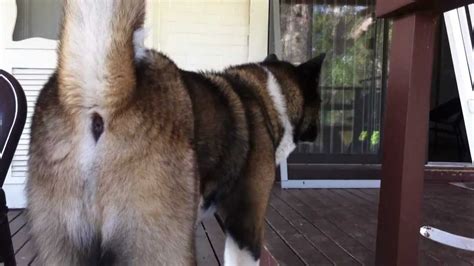 Huge Akita Battles Another Dog Youtube