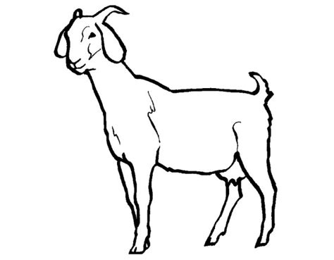 Kambing Mewarnai Gambar Hewan Sketsa Anak Binatang Domba Mewarna Paud