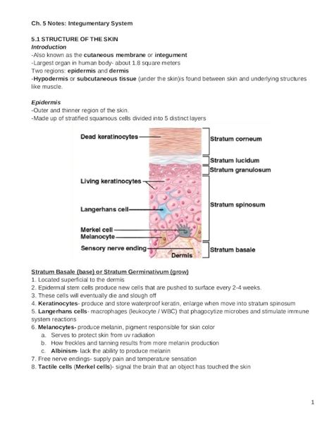 Docx · Web Viewch 5 Notes Integumentary System 51 Structure Of The