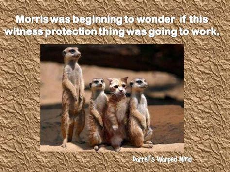 Funny Meerkat Quotes Shortquotescc