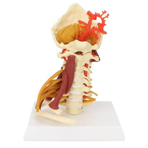 Buy Scientific Spine Model Life Size Spinal Cord Model With Nerves