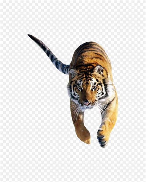 猫科西伯利亚虎孟加拉虎桌面壁纸白虎 老虎PNG图片素材免费下载 图片编号2380537 PNG素材网