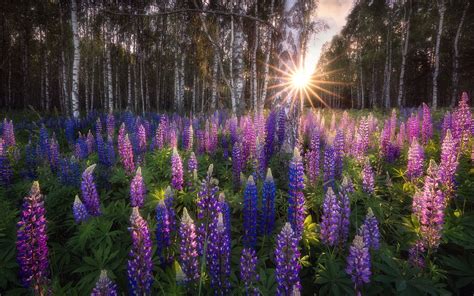 Download Forest Purple Flower Flower Nature Lupine Hd Wallpaper