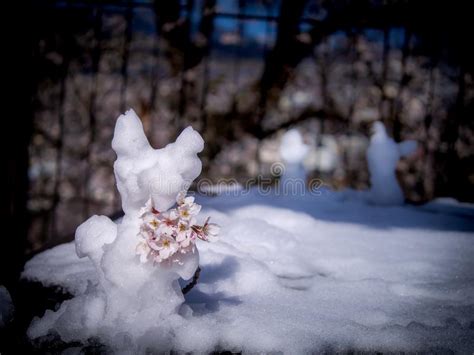 Freeform Snowman Standing With Sakura Flower Stock Image Image Of