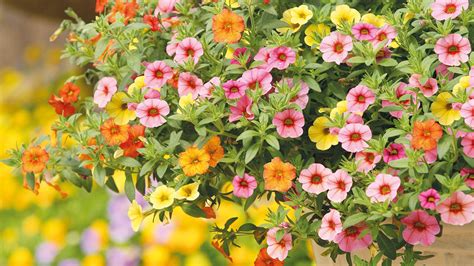 Best Plants For Hanging Baskets 17 Stunning Ideas