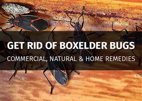 Boxelder Bugs — Facts Information Prevention And Control Pestsguide