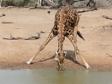 Natur Bewegt Giraffe Wieso Hast Du Denn So Einen Langen Hals Naturschutz Ch