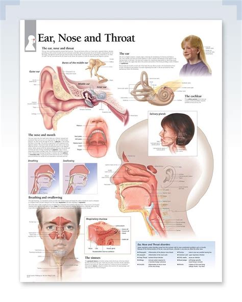 Ear Nose And Throat Chart 22x28 Tinnitus Remedies The Cure