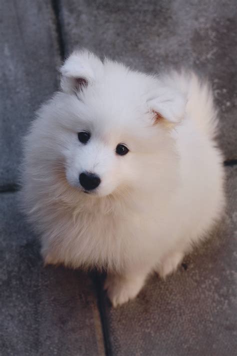 Meet My Samoyed Pup Phoebe Shes 10 Weeks Old Today Cute Baby Dogs