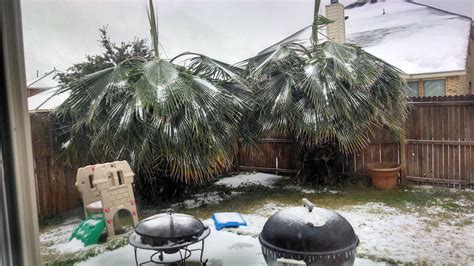 Theres Something Weird About Seeing Palm Trees Covered With Ice Wtf