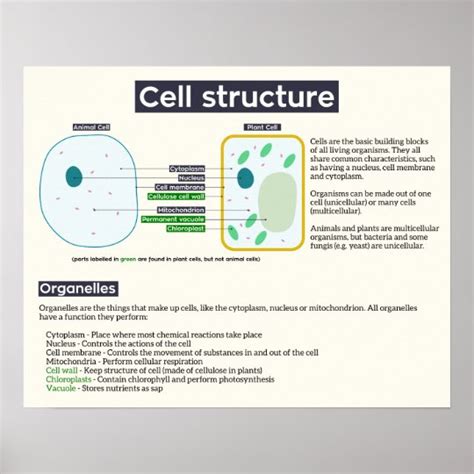 Gcse Cell Structure Poster Uk