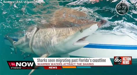 Thousands Of Sharks Congregate Off Florida Coast Orlando Sentinel
