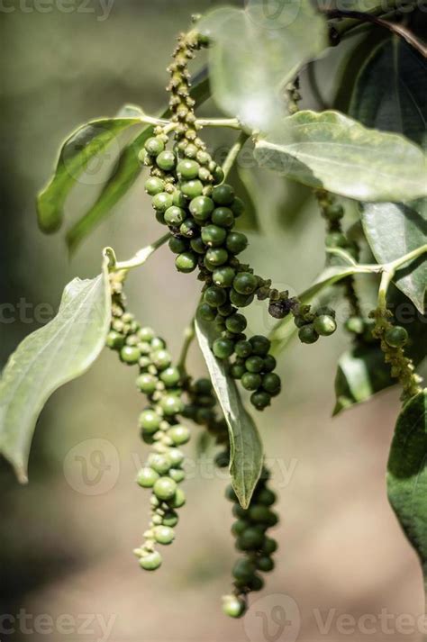 Organic Peppercorn Pods Growing On Pepper Vine Plant In Kampot Cambodia
